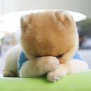 안 수의과병원 이미지