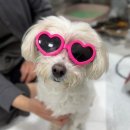 VIP동물의료센터 동대문점 이미지