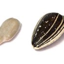 작은꽃지천 이미지