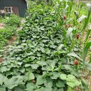 식송농장 이미지