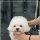 대구애견미용 강아지호텔 모여라솜뭉치 이미지