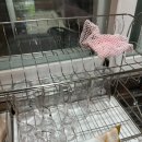 레몬향데이지 이미지