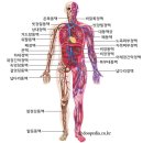 혈액순환(blood circulation, 血液循環) 이미지