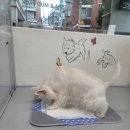 엘슈슈 이미지
