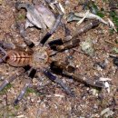 Ornithoctoninae G. sp. "Orange Fringed" 와 Lampropelma nigerrimum 에 관해.. 이미지