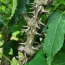 다금농장 | 장인어른 생신에 대구 삼오전통주 "엄청주" 선물 후기