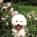 이쁜멍멍이 이미지