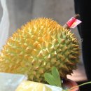 파란망고 이미지