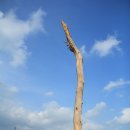 솔방솔방 이미지