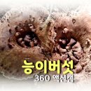 202409 비박산행 능이버섯 / 밤버섯 / 360도 액션캠 리얼솔박 이미지