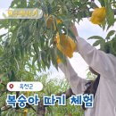 양수농장 | 옥천 복숭아 따기 수확 체험, 내안의 복숭아 솔직후기