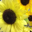 사과향기 이미지