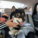 카페서울 | 영천 임고 대형 애견카페 서울개공원 주말 방문 후기