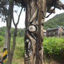 갑천초교 이미지