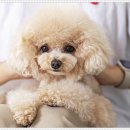 펫퍼스트 24시 강아지분양 고양이분양 파주운정점 이미지