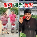 아빠농장 | 파주 일산 다인이네 딸기 체험 농장 방문 가격 후기 (부제 : 아빠가 더신남)