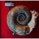 우석헌자연사박물관 이미지