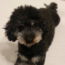 아임댕댕 | 청주애견미용 [아임댕댕] 수곡동 반려동물미용 / 청주애견미용전문
