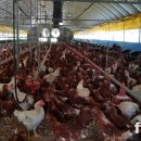 녹색한우농장 이미지