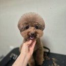 연서동물병원애견미용실 | 대구 푸들 미용 하이바컷 비포 애프터 후기, 율하 쿨펫 애견미용실에서~