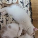 스파리버 캐터리 이미지