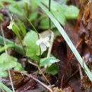 흰들제비꽃 Viola betonicifolia Sm. var. albescens (Nakai) F.Maek. & T.Hashim. 이미지