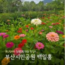 온천천시민공원 백일홍 | 알록달록 색감 맛집! 부산시민공원 백일홍 화단 위치 실시간 개화 현황