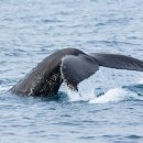 여수해양경찰서광양파출소 이미지