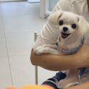개풍당당