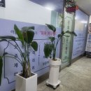 리피어스킨테라피