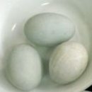 고향식당베트남쌀국수