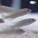 구스퍼니 이미지