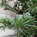 소엽풍란의 만개 이미지