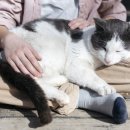 그레이스 고양이 병원 이미지