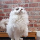 신비돌스 랙돌 캐터리 이미지