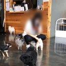 루프앤독 | 안산애견카페 루프앤독 방문후기