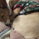 바로슬동물병원 이미지