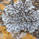 해암리 게바위 이미지