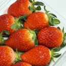 영팜 | [리뷰] 논산 설향딸기 15구ㅣ입안 가득 퍼지는 봄의 전령사, 논산 설향딸기 후기