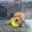 파주운정강아지분양 호야펫 | [일산/분양샵] 파주운정강아지분양 호야펫 눈을 마주치자마자 운명이라 느낀 순간