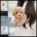 멍앤냥 강아지고양이 안양점 이미지