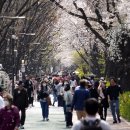 장안벚꽃길 이미지