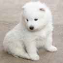 카카오 동물병원 이미지