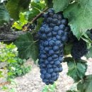 크라우드베이 | 피노 누아(Pinot Noir), 우아함의 정수 - 음식 페어링 최강자