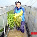 전주미나리 이미지