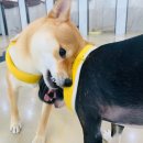 마이펫아카데미 이미지