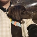 보령애견동반펜션 피노비스타 이미지