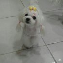 까까줄개 이미지