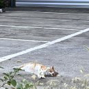 공차 가락몰점 | 가락시장에서 소고기 먹기, 축산 초장집 <거북선>후기,가락시장 주차 가락몰