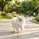 오류동물병원 | 강아지 요관결석, 급성 신부전 응급 수술, 길음미아동물병원, N동물의료센터 강북점